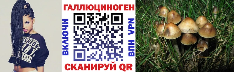 Галлюциногенные грибы Psilocybine cubensis  цена наркотик  Моршанск 